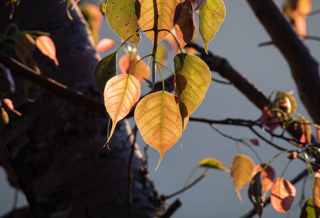पीपल – रस